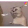 GATITOS GRACIOSOS 24