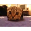GATITOS GRACIOSOS 25