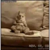 GATITOS GRACIOSOS 27