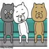 Angry CatMovi 19