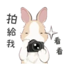 紐約狗狗2兔兔日常 6
