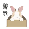 紐約狗狗2兔兔日常 7