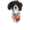 Adopta 1 Movi 6