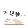 紐約狗狗2兔兔日常 9