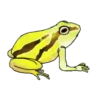 Diversidad frog 1 Movi 9