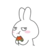 MR.rabbit   MOV 12