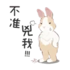 紐約狗狗2兔兔日常 15