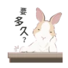 紐約狗狗2兔兔日常 17