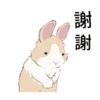 紐約狗狗2兔兔日常 18