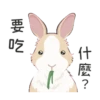 紐約狗狗2兔兔日常 19