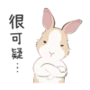 紐約狗狗2兔兔日常 21