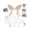 紐約狗狗2兔兔日常 23