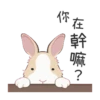 紐約狗狗2兔兔日常 24