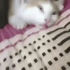 Gatos más gatos 7
