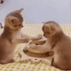 Cats, kittens ️ 6