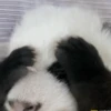 Pandas Mov 5
