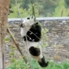 Pandas Mov 6