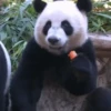 Pandas Mov 7