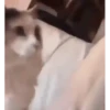 Gatos más gatos 8
