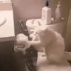 Cats, kittens ️ 7