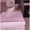 Gatos más gatos 9