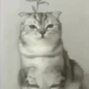 Cats, kittens ️ 8