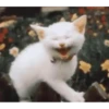 Gatos más gatos 10