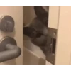 Cats, kittens ️ 9