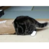 Cats, kittens ️ 10
