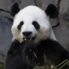 Pandas Mov 8