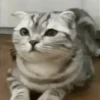 Cats, kittens ️ 11