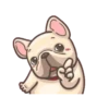 French Bulldog PIGU 13