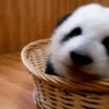 Pandas Mov 9