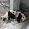 Pandas Mov 10