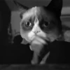 Cats, kittens ️ 14