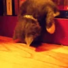 Gatos más gatos 11