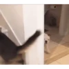 Gatos más gatos 12