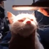 Gatos más gatos 13