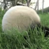 Pandas Mov 11