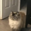 Gatos más gatos 14