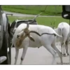 Random Cute Animals 16
