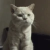 Cats, kittens ️ 15