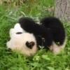 Pandas Mov 12
