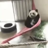 Pandas Mov 13