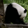 Pandas Mov 14