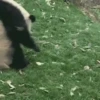 Pandas Mov 15