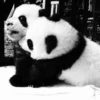 Pandas Mov 16