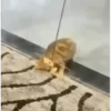 Gatos más gatos 17