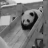 Pandas Mov 17