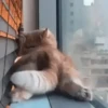 Cats, kittens ️ 18